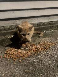 Found/Stray Unknown Cat last seen Barry and Lamont, Chicago, IL 60641