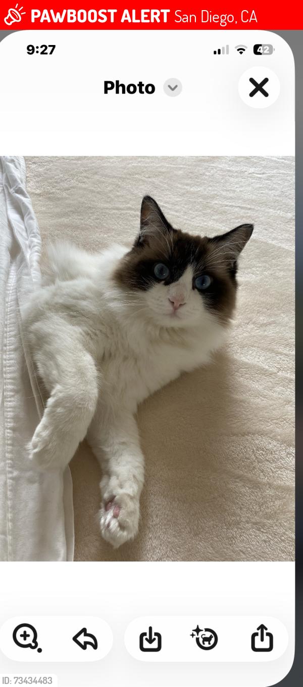 Lost Female Cat last seen La Jolla Shores Drive/ Poole St, San Diego, CA 92037