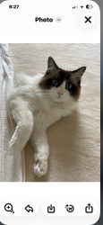 Lost Female Cat last seen La Jolla Shores Drive/ Poole St, San Diego, CA 92037