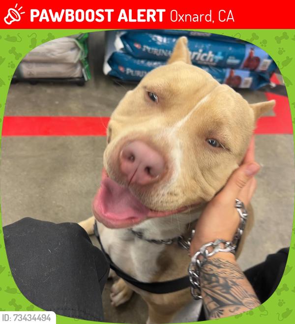 Lost Male Dog last seen Patterson, Oxnard, CA 93035
