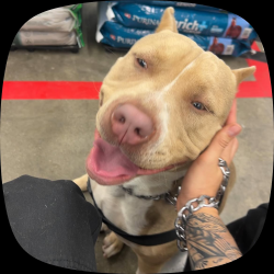Lost Male Dog last seen Patterson, Oxnard, CA 93035