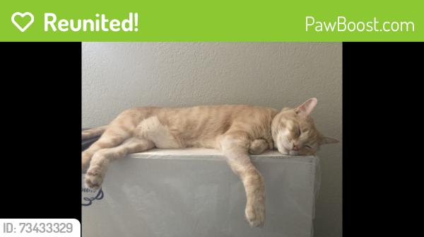 Reunited Male Cat last seen Larch & Dickenson, Moraga, CA 94556