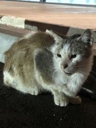 Found/Stray Unknown Cat last seen In front of the epics wings in the same shopping center , parking lot, National City, CA 91950