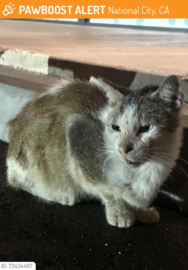 Found/Stray Unknown Cat last seen In front of the epics wings in the same shopping center , parking lot, National City, CA 91950