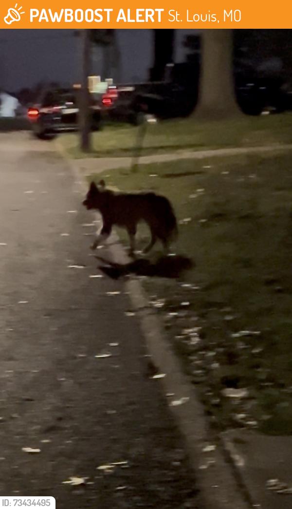 Found/Stray Unknown Dog last seen Near keelen drive, like right by the big “Dellwood” sign., St. Louis, MO 63136