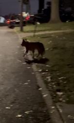 Found/Stray Unknown Dog last seen Near keelen drive, like right by the big “Dellwood” sign., St. Louis, MO 63136