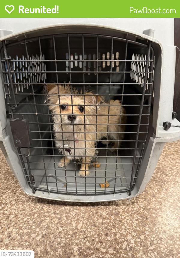 Reunited Female Dog last seen Barnes Ave and 214 Street, The Bronx, NY 10467