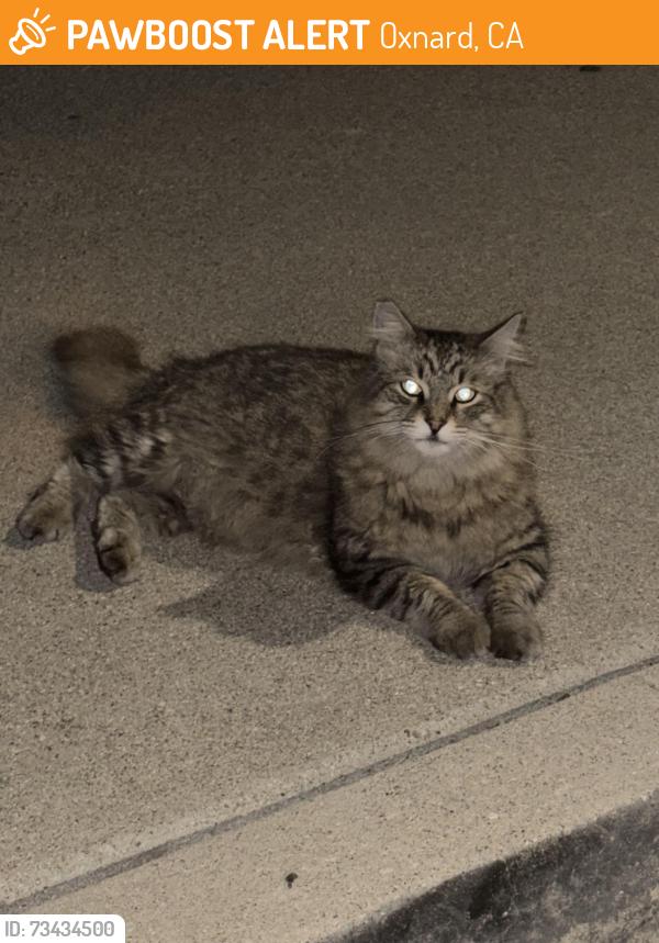 Found/Stray Unknown Cat last seen First st and second st, Oxnard, CA 93030