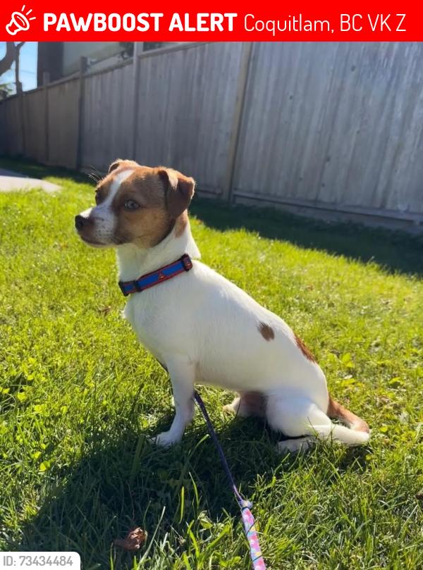 Lost Male Dog last seen Myrnam St, Coquitlam, BC V3K 6Z9