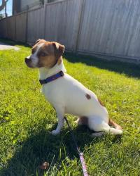 Lost Male Dog last seen Myrnam St, Coquitlam, BC V3K 6Z9