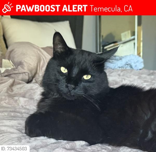 Lost Male Cat last seen Rancho California and Margarita, Temecula, CA 92592