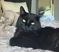 Lost Male Cat last seen Rancho California and Margarita, Temecula, CA 92592