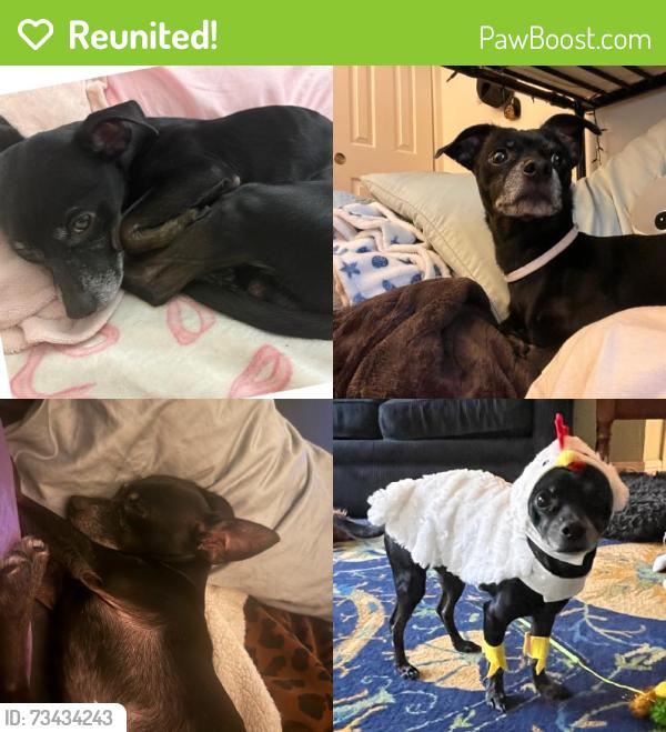 Reunited Male Dog last seen Near Poker flts Rd, Penn Valley, CA 95946, USA, Penn Valley, CA 95946