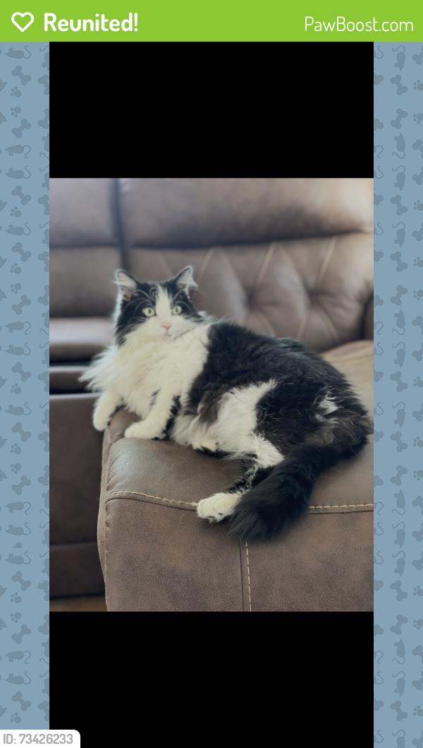 Reunited Male Cat last seen Honey lane and big pine bohners lake, Bohners Lake, WI 53105