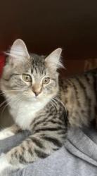 Lost Female Cat last seen Lea hill and SE 312th St, Auburn, WA 98092