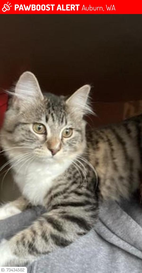 Lost Female Cat last seen Lea hill and SE 312th St, Auburn, WA 98092