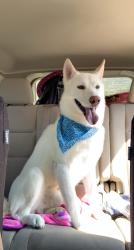 Reunited Male Dog last seen Sun valley view new builds, Mesa, AZ 85207
