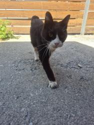 Lost Male Cat last seen Downington Ave, Salt Lake City, UT 84105
