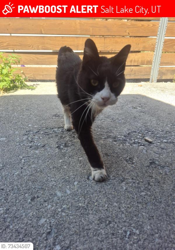 Lost Male Cat last seen Downington Ave, Salt Lake City, UT 84105