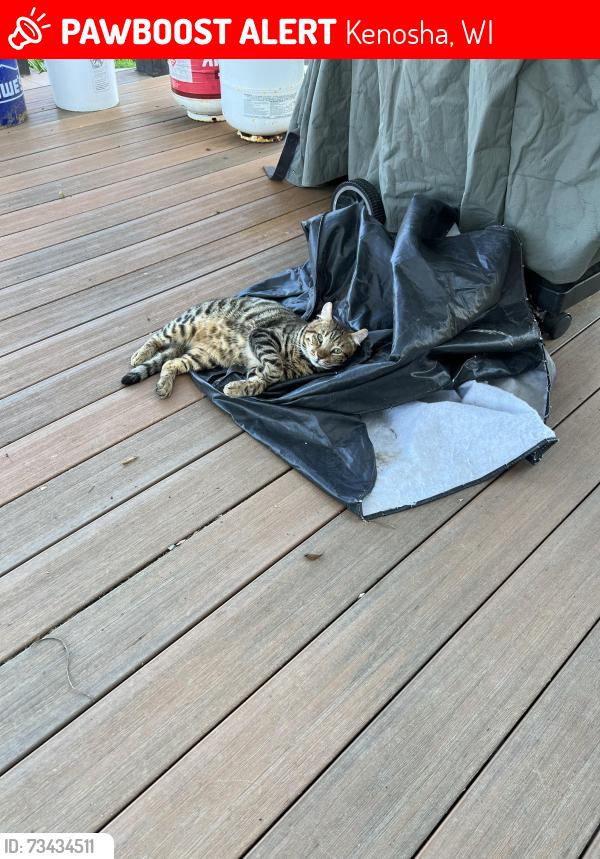 Lost Male Cat last seen Somers Highway H between E and A, Kenosha, WI 53144