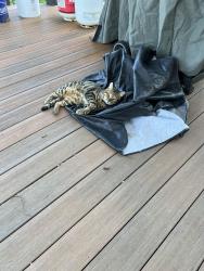 Lost Male Cat last seen Somers Highway H between E and A, Kenosha, WI 53144