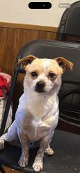Lost Male Dog last seen Slauson and Hooper st Los Ángeles California, Los Angeles County, CA 90001