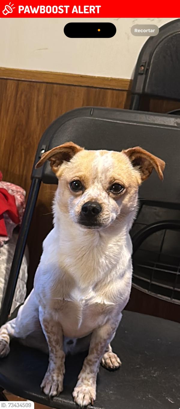 Lost Male Dog last seen Slauson and Hooper st Los Ángeles California, Los Angeles County, CA 90001