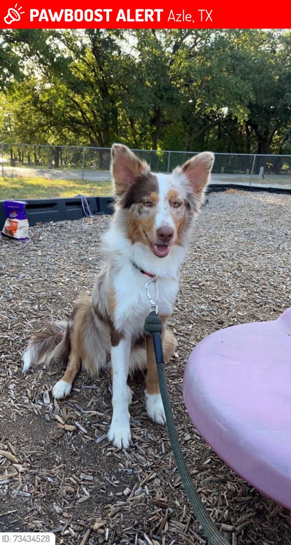 Lost Female Dog last seen Oakridge ct w, Azle, TX 76020
