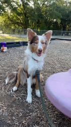 Lost Female Dog last seen Oakridge ct w, Azle, TX 76020