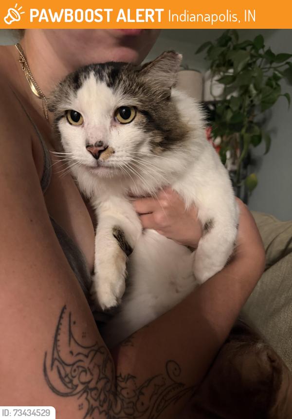 Found/Stray Unknown Cat last seen 21st and north euclid ave, Indianapolis, IN 46218
