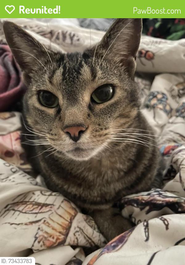 Reunited Male Cat last seen Audubon Acres, Chattanooga, TN 37421