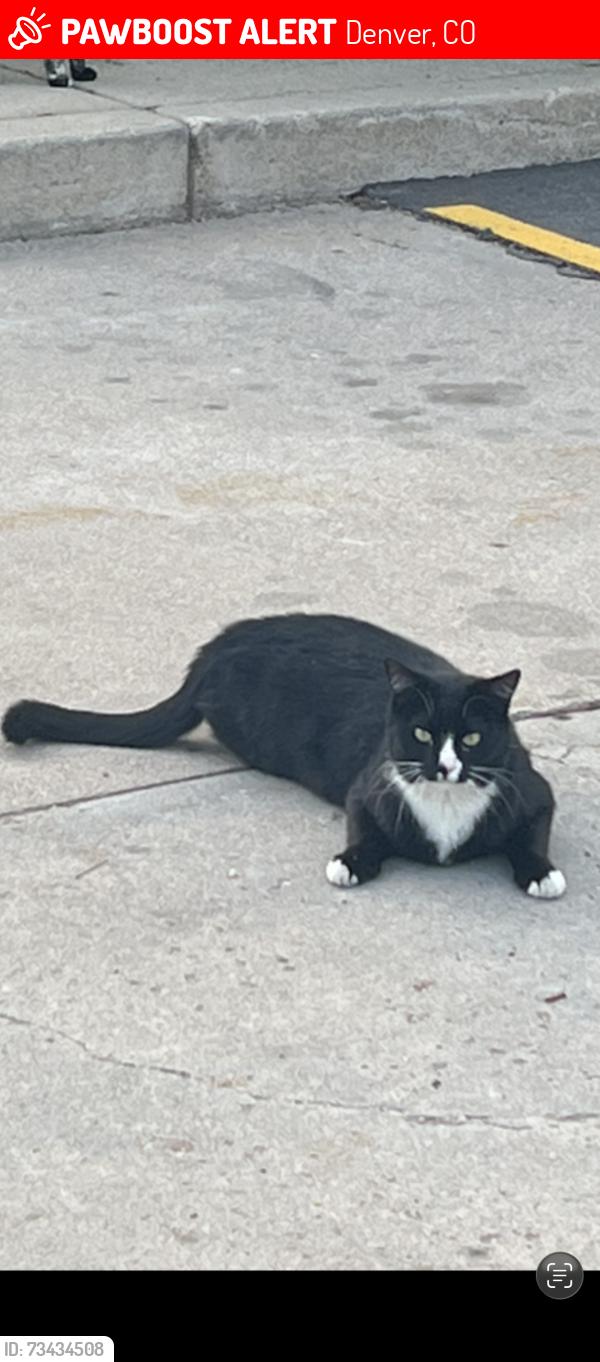 Lost Male Cat last seen Ammons st across from kaiser, Denver, CO 80226