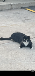 Lost Male Cat last seen Ammons st across from kaiser, Denver, CO 80226