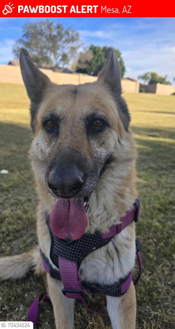 Lost Female Dog last seen Sunland & 96th way, Mesa, AZ 85208