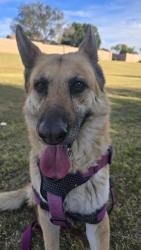 Lost Female Dog last seen Sunland & 96th way, Mesa, AZ 85208