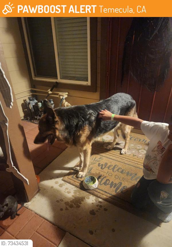 Found/Stray Unknown Dog last seen Willows, Murrieta hot springs, Temecula, CA 92591