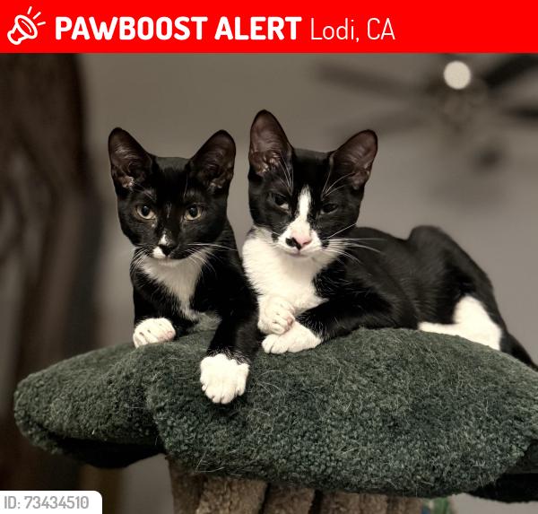 Lost Female Cat last seen Seiko Ave, Lodi, CA 95240