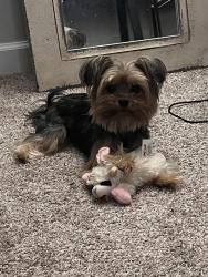 Reunited Female Dog last seen Near S 190th Dr, Buckeye, AZ 85326