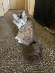 Reunited Female Cat last seen Bethel/edison, Eugene, OR 97402