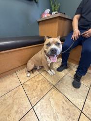 Found/Stray Male Dog last seen Craig and commerce, North Las Vegas, NV 89031