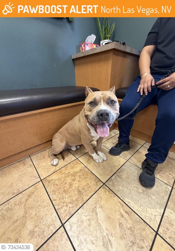 Found/Stray Male Dog last seen Craig and commerce, North Las Vegas, NV 89031