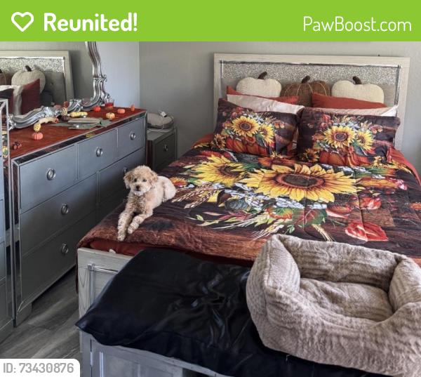 Reunited Male Dog last seen Woodside Drive, Foothill Farms, CA 95842