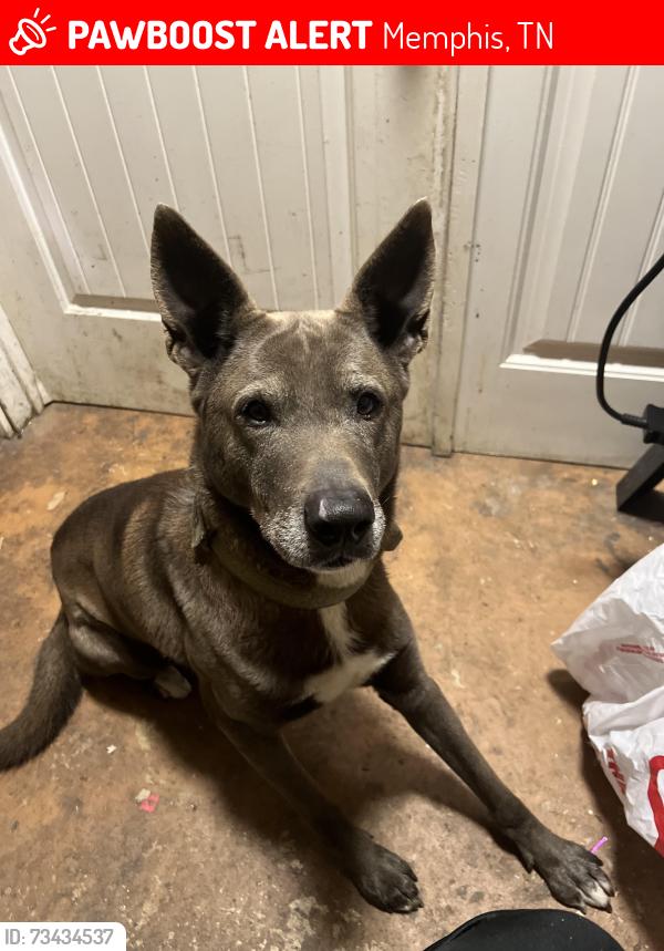 Lost Male Dog last seen Graceland, Memphis, TN 38116