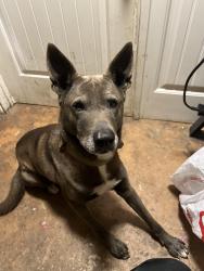 Lost Male Dog last seen Graceland, Memphis, TN 38116