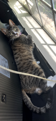 Lost Female Cat last seen Loggins apmts, West Columbia, TX 77486