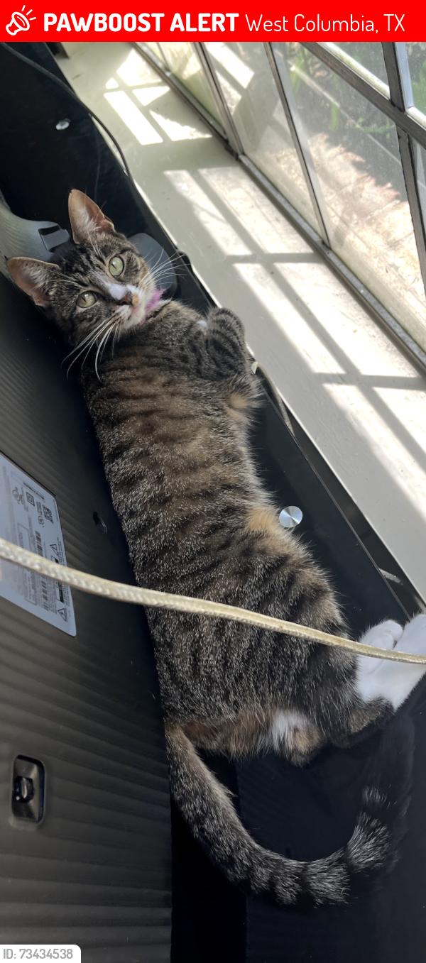 Lost Female Cat last seen Loggins apmts, West Columbia, TX 77486