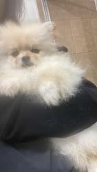 Lost Male Dog last seen Near s 94th st, Tacoma, WA 98444