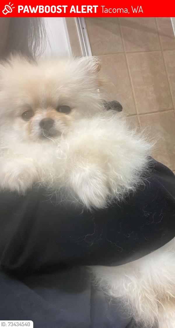 Lost Male Dog last seen Near s 94th st, Tacoma, WA 98444