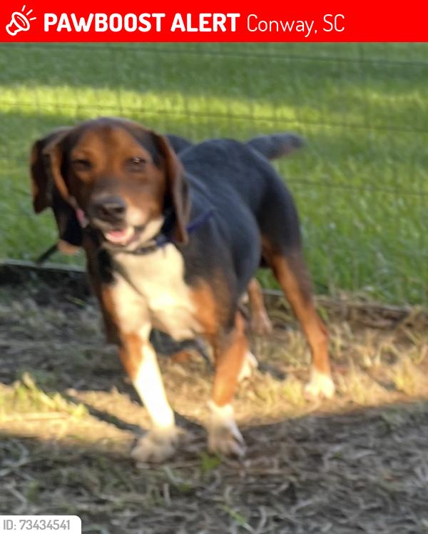 Lost Male Dog last seen Near Fourmile Road, Conway, SC 29526