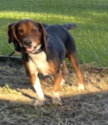Lost Male Dog last seen Near Fourmile Road, Conway, SC 29526